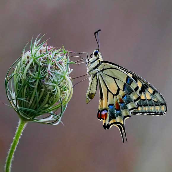 The Amazing Photography of Senatore Edmondo