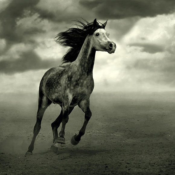 arabian horses wallpaper. Arabian Horse 1